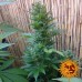 Malana Bomb Auto- Barney's Farm